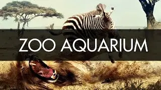 Zoo Aquarium Madrid- Ep #21 (English)