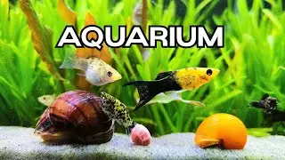 🔴LIVE Relaxing Aquarium 🐟 Calming Water Sounds for Work/ Study/ Sleep