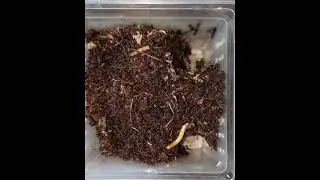 Pseudhapalopus sp kurzhaar feed mealworm