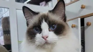 Import Cats