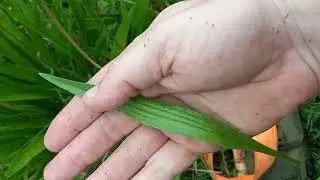 Spotting Narrow Leaf Plantain in The WIld and Your Yard!