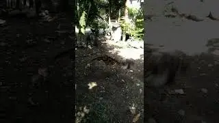 Makanan Kesukaan Burung Hantu Buffy Fish Owl #shorts #buffyfishowl #burunghantu