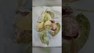 #акварели #натюрморты #каштаныакварелью #watercolors