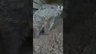 Groundhog digging next to the foundation of our house!