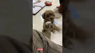 Real Toy Poodle Puppy In Hyderabad #toypoodle#dogkennel
