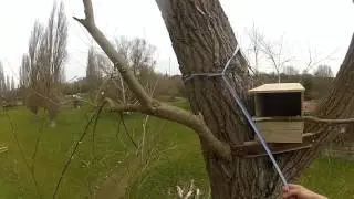Putting up a Kestrel Nest Box