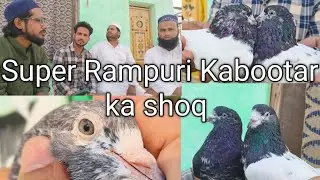 pure Rampuri KABOOTAR! kahani kabutar smart Rampuri KABOOTAR
