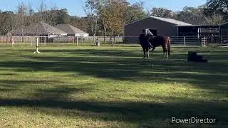 Patrick Ground &ldquo;Follow&rdquo;, Under Saddle &ldquo;Target&rdquo;, and Steering Practice