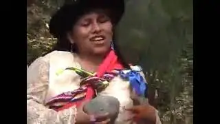ALCANFORCITA DE HUAYANA Y GALANCITO DEL SUR CORAZON DE PIEDRA