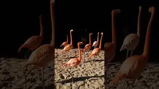 Flamingo Mingle #tropical #flamingo #bird #shrimp #beach #beautiful #amazing #rescue #vacation