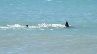 Project Hotspot: Orca Onaero Taranaki 30 October 2016