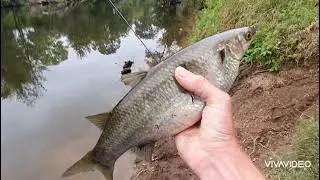 Nepean River #6 I Fishing for Carp & Mullet.