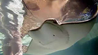 Meet Annie, our remarkable cownose ray in Stingray Bay.
