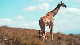 Save Animals Save giraffes🦒🦒🦒🦒