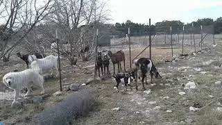 Preemie Goat Kids at 2 weeks old