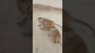 #monkey #funny #comedy #vlogs