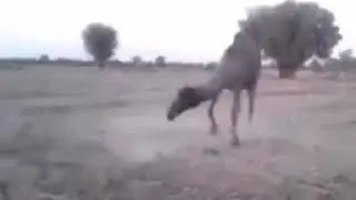 A camel hits man Funny clip