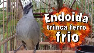 ESQUENTAR TRINCA FERRO FRIO COM TRINCA FERRO NO MATO PARA ESQUENTAR TRINCA FERRO