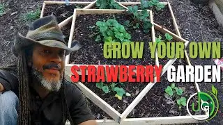 How To Maintain & Fertilize Strawberries for a Bountiful Harvest