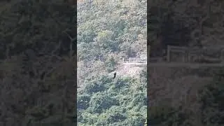 #zip_line_adventure in Rajgir, Bihar #adventure #safari #rajgir #bihar