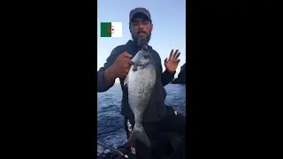 صيد السمك في الجزائر 2026  la pêche en algérie une belle dorade سمكة الدوراد