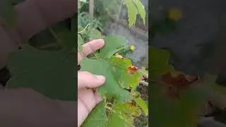 Mes de  enero...en la huerta de Lili primer video aguantando el verano y cuidando lo que hay....