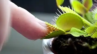 What Happens If You Put Your Finger In a Venus Flytrap?