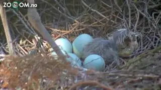Mother feeding baby-heron