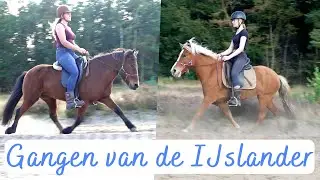 De gangen van een IJslander! 🐴
