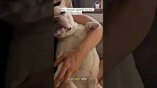 Dog carried like a burrito. No questions asked. #frenchbulldog #trappStar_grama #memedog