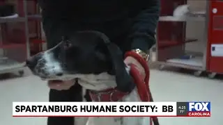 Four Legged Friends: BB