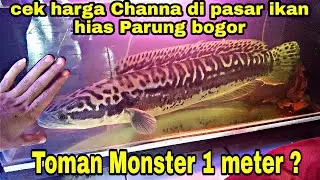 cek harga Channa dikios WnC Pasar Ikan Hias parung Bogor