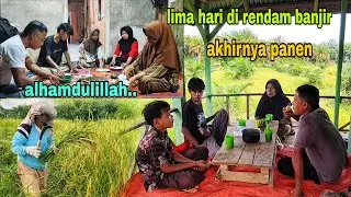 SEMPAT LIMA HARI TERENDAM BANJIR || ALHAMDULILLAH, SELAMAT DAN PANEN
