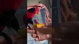 BLACK CAP LORY TAMED PAIR ❤️