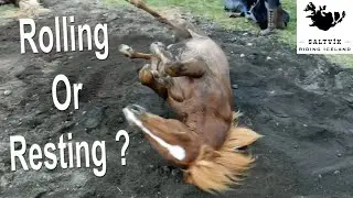 Horses Rolling Or Resting  🇮🇸  ?