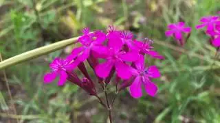 Pekbloem (Silene armeria) - 2019-07-08
