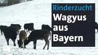 Besondere Rinderzucht in Bayern | Abendschau | BR24