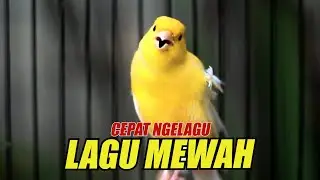 KENARI EMOSI NGEROL BIKIN CEPAT RESPON KENARI MALAS BUNYI