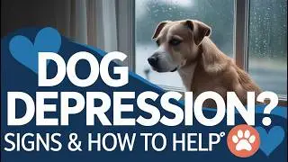 5 Warning Signs Your Dog Is Depressed (And How To Help!)