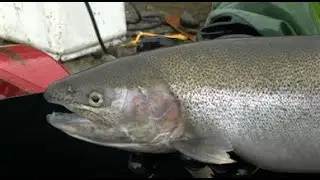 Collecting Steelhead for Spawning -- B-Roll (2025)
