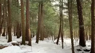 Peaceful Winter Walk in the Forest (Beaver Lake Nature Center) #nature #hike #winter #virtualhike