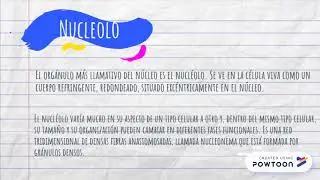 Nucleolo