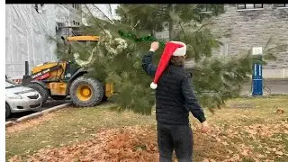 D&eacute;lit d&eacute;coratif