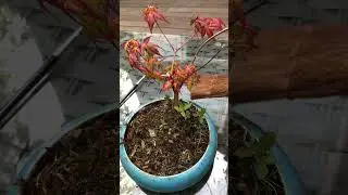 Cheap acer turner into bonsai, needs shaping in a year or 12