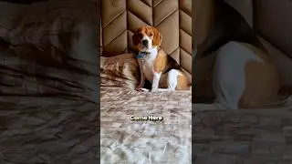 Истинный потенциал бигля