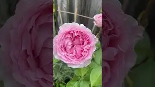 Yves organtino rose