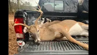 DEER HUNTING W/ DOGS - NICE BUCK DOWN (12/11/2021)