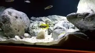 Aulonocara jacobfreibergi undu reef (mamelela)