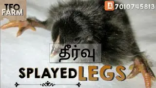 Birds farming | Animal farming | Vegetable farming | Fruits farming | ideas | TFO Farm channel