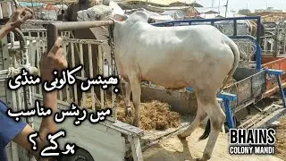 Bhains Colony Mandi Rates 04-Jun-2025 | Bakra Eid | Infotainment